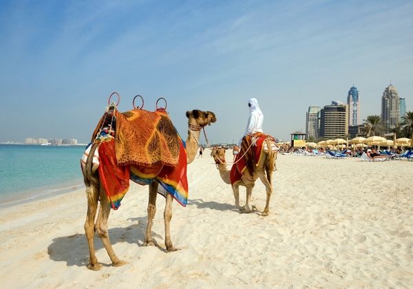 הצעת נישואין בדובאי על גמלים