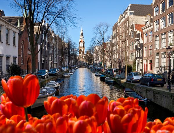 הצעת נישואין באמסטרדם עם הפרחים האדומים ברקע
